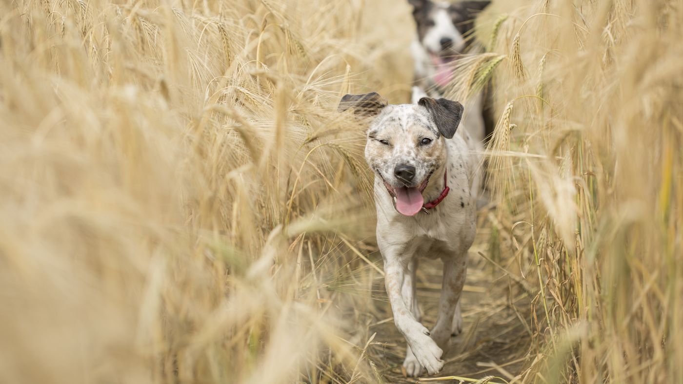 Un chien gris et blanc court joyeusement, langue au vent, dans un champ de blé doré