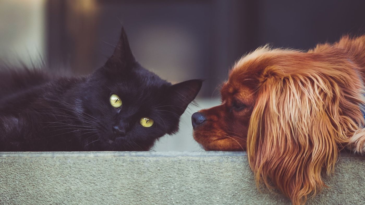 Un chat noir aux yeux jaunes et un épagneul roux face à face, museau contre museau